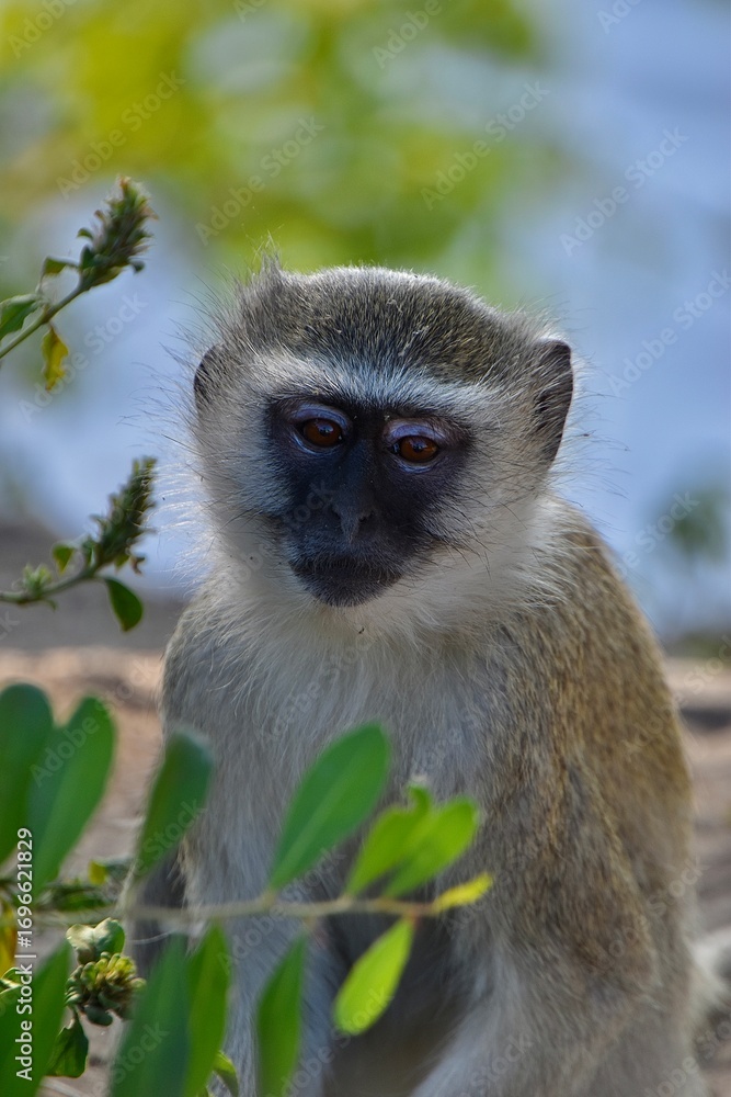 Fototapeta premium Vervet monkey in natural habitat