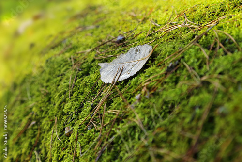 A dry leaf lies on the ground covered with moss in the depths of the forest. Background with autumn themes.