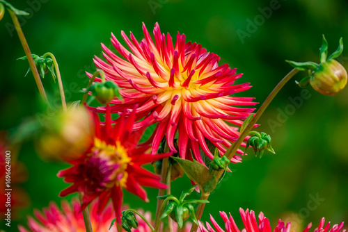 Photo of beautiful dahlia flowers in garden