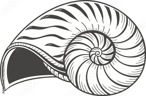 Elegant Sea Shell Design Illustration. Detailed Sea Shell Nature Inspired Artwork. Sea Shell Creative Illustration for Beach Theme. Realistic Sea Shell Illustration Artwork. Sea Shell Decorative