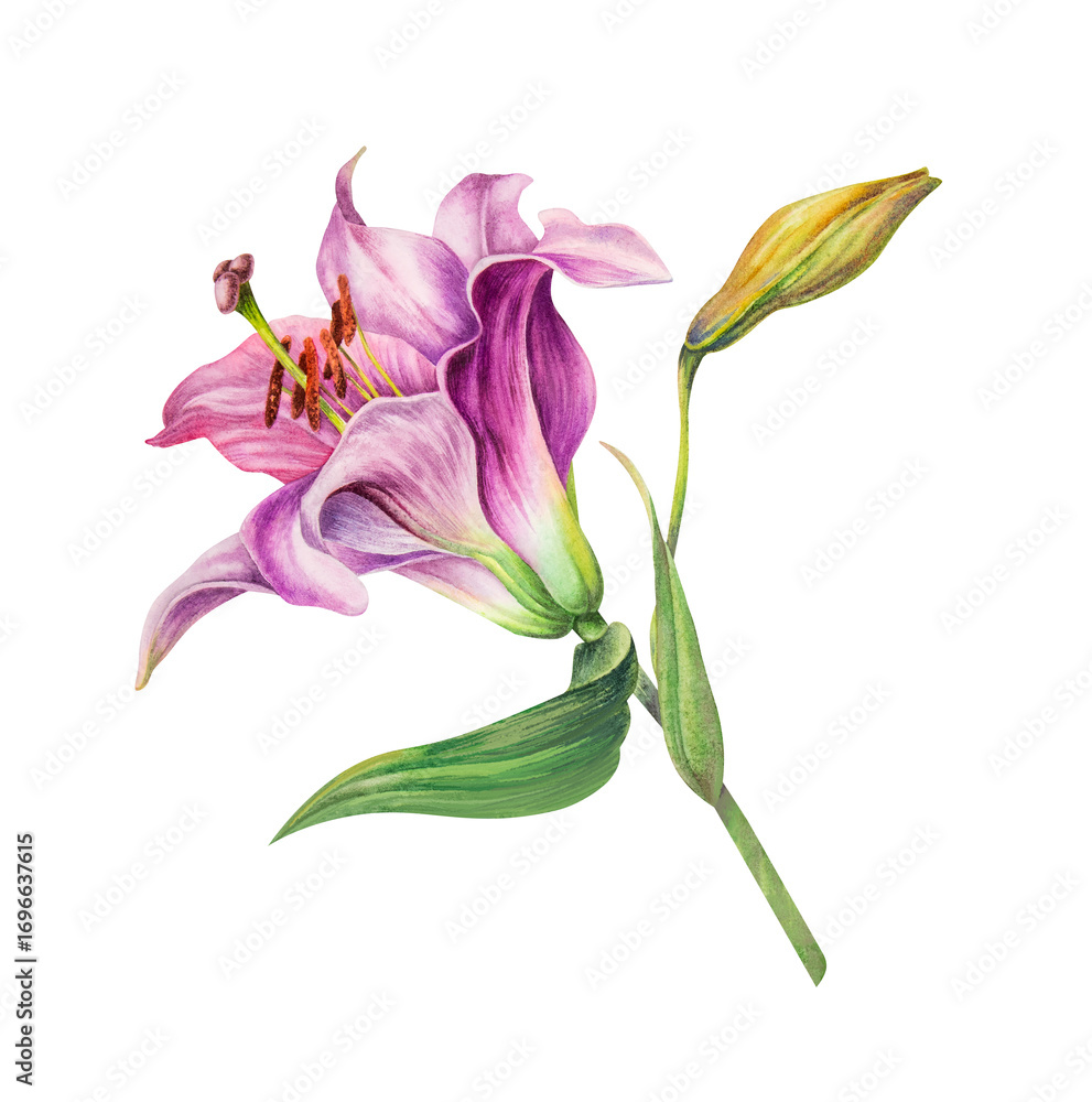 Obraz premium Realistic watercolor pink lily. Botanical watercolor illustration. The drawing is isolated on a white background. The flower is hand-painted