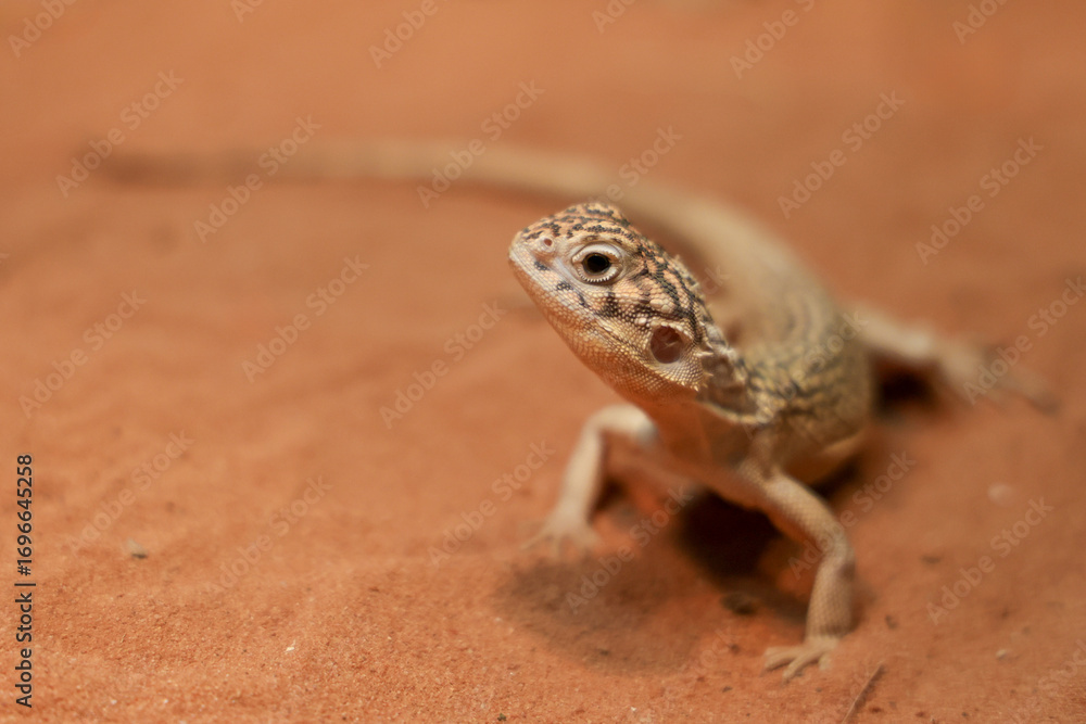 Obraz premium The Central Netted Dragon is nature animal in australia