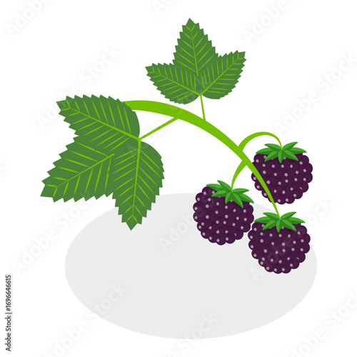 3D Isometric Flat Vector Set of Berries, Healthy Detox Natural Products. Item 14