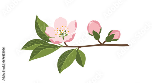 Delicate spring blossom branch with fresh green leaves and budding flowers