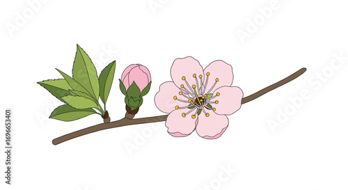 Beautiful pink cherry blossom flower branch with green leaves and buds in spring season