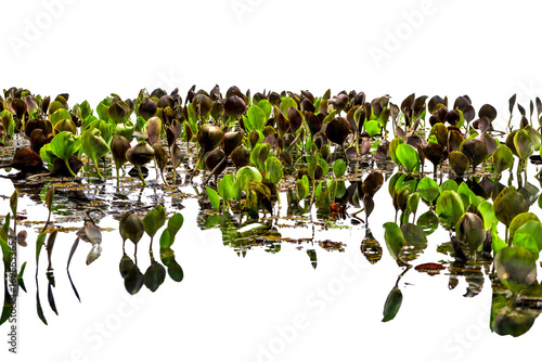 Detail of Marimbus aquatic plants, forming part of the Pantanal landscape of Chapada Diamantina. Transparent background. Ideal for matte painting and conceptual art.