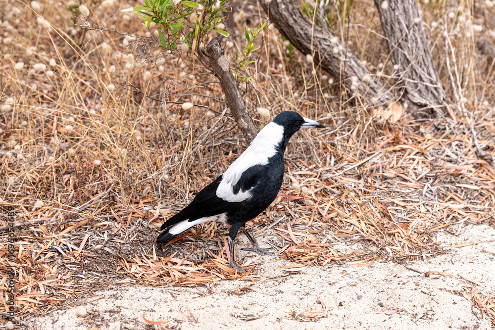 Fototapeta premium Australian magpie (Gymnorhina tibicen) at Hamelin Bay Beach, near Karridale, Margaret River Region, Shire of Augusta in the SW Region of Western Australia WA
