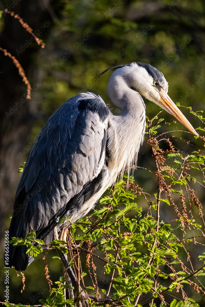 Fototapeta premium great blue heron