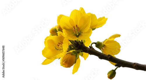 Bright Yellow Ochna Flowers Blooming on a Branch with Green Buds, Isolated transparent background