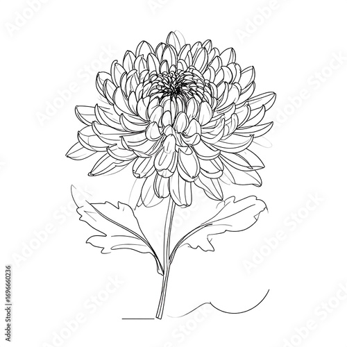 Elegant black and white line art drawing of a chrysanthemum flower, showcasing intricate details and delicate lines.