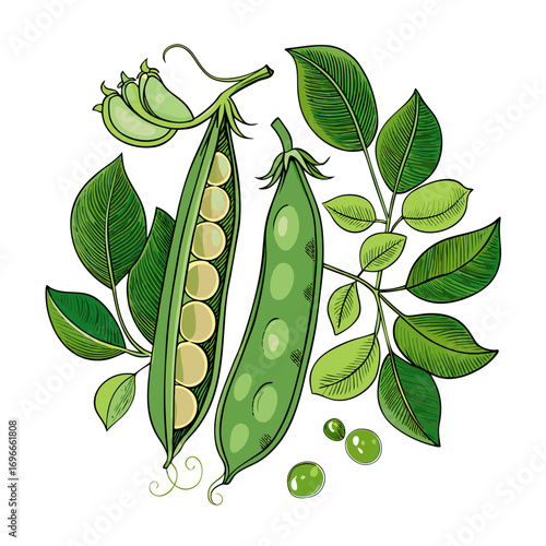 peas and leaves