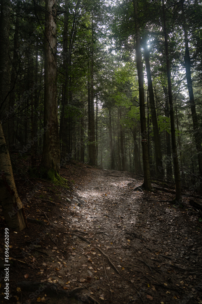 Fototapeta premium Misty forest path with sunlight filtering through trees in early morning. Hiking in Carpathian Mountains, Ukraine