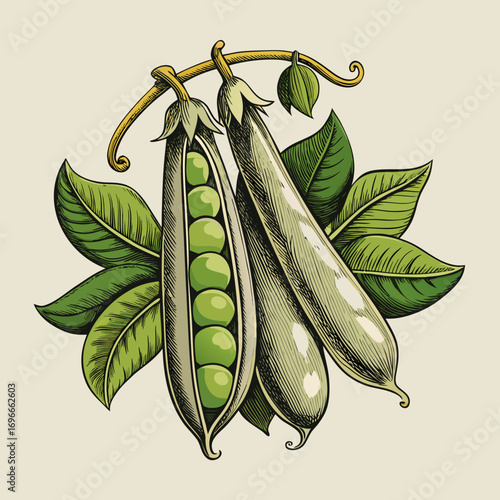 green peas isolated on white background