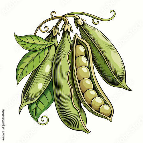 green peas on a white background