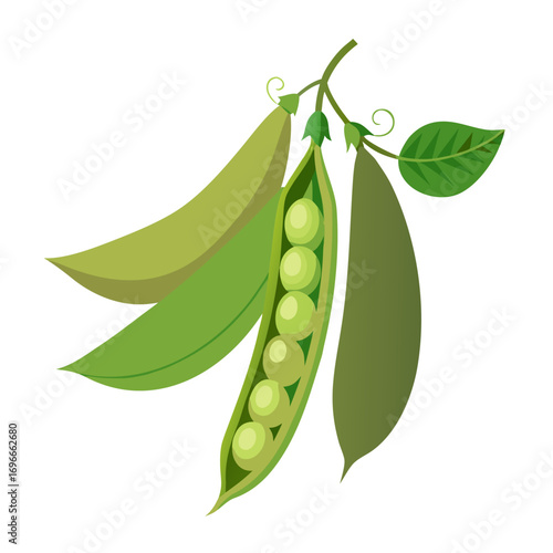 fresh green peas