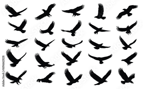 Vector art of collection of eagle silhouettes set of different eagle poses, flying, soaring vector illustration of birds of prey in various positions