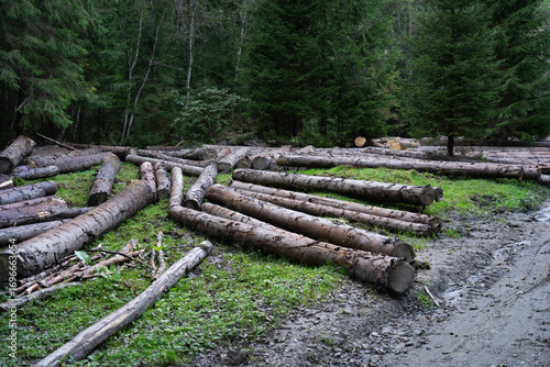 Deforestation. Logs lying on the ground in a forested area after a recent timber harvest. Hiking in Carpathian Mountains, Ukraine