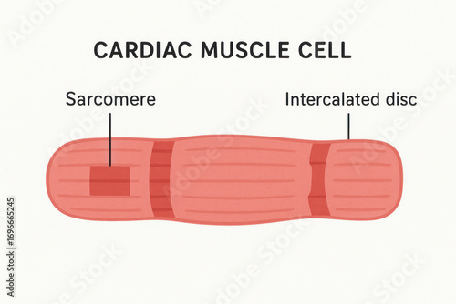 Cardiac Muscle Cell Diagram with Sarcomere and Intercalated Disc - Illustration