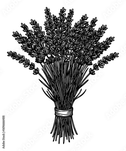 Beautiful Lavender Flower Bouquet Hand Drawn Vintage Style Black and White Outline Line Art Drawing Illustration