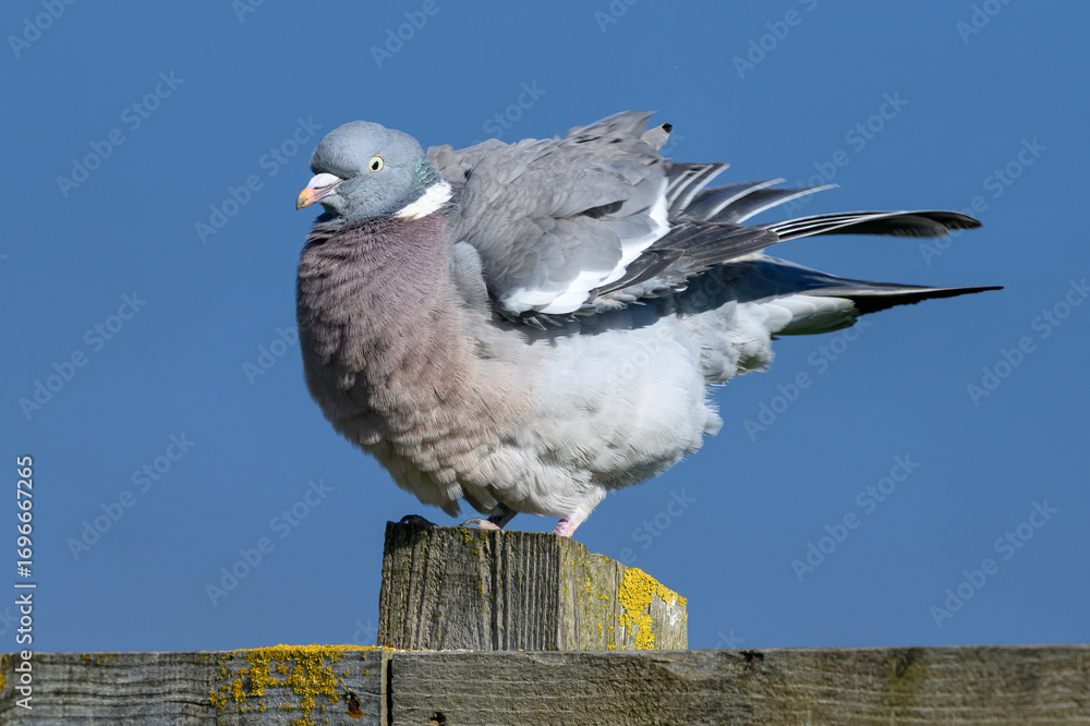 Fototapeta premium Wood Pigeon