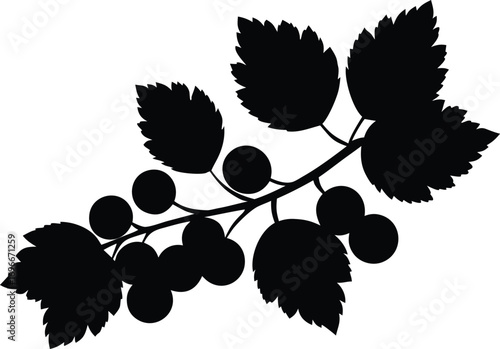 Black currant branch silhouette illustration