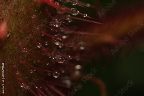 dew drops on a red flower