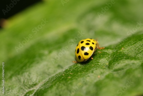 yellow ladybug on leaf