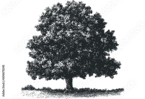 Detailed ink drawing of a mature deciduous tree with textured foliage and a visible trunk on a transparent background. Vector hand drawn illustration