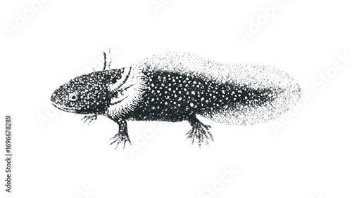Axolotl amphibian creature with feathery gills and speckled body on transparent background. Vector hand drawn illustration