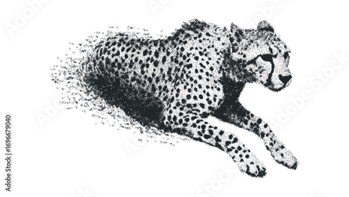 Cheetah lying down with spotted fur in a textured graphic style. Vector hand drawn illustration