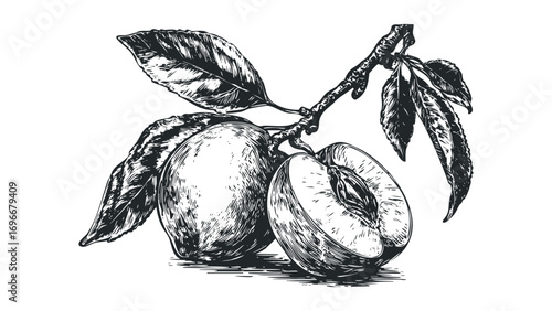 Line art drawing of two fresh plums and leaves on a branch. Vector hand drawn illustration