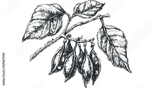Hand drawn botanical sketch of seed pods hanging from a leafy branch. Vector hand drawn illustration