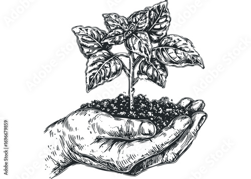 Hand holding soil with growing plant. Vector hand drawn illustration
