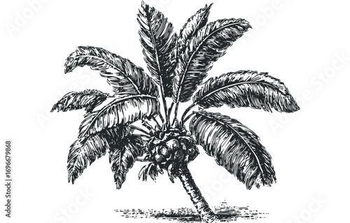 Woodcut style monochrome palm tree with fruit and textured trunk. Vector hand drawn illustration