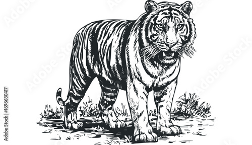 Tiger standing in grass, sketch graphic on transparent background. Vector hand drawn illustration