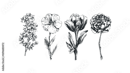 Line drawing collection of delicate floral blooms and botanical sprigs on transparent background. Vector hand drawn illustration