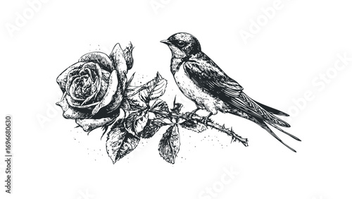 Hand drawn sketch of swallow perched on rose branch. Vector hand drawn illustration