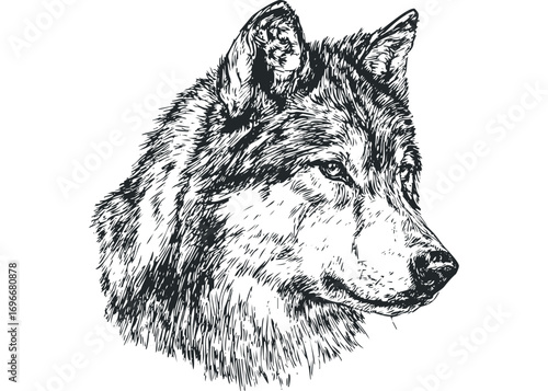 Sketch of a Wolf Head with Fur Texture on Transparent. Vector hand drawn illustration