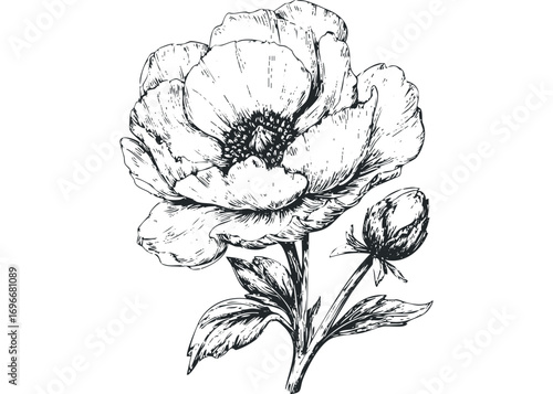 Hand Drawn Peony Flower and Bud on Transparent. Vector hand drawn illustration