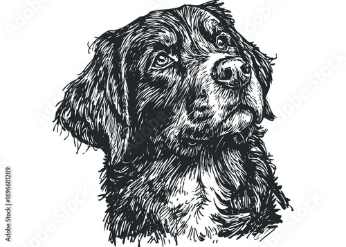 Pen and ink drawing of a dog's head on transparent background. Vector hand drawn illustration