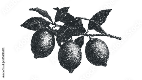 Three Lemons on a Twig with Leaves. Vector hand drawn illustration