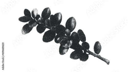 Leafy branch with small oval leaves rendered in stippling texture. Vector hand drawn illustration