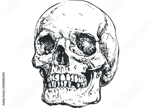 Human skull head, detailed sketch, transparent. Vector hand drawn illustration