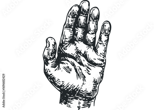 Detailed Engraved Hand Showing Palm and Fingers on Transparent. Vector hand drawn illustration
