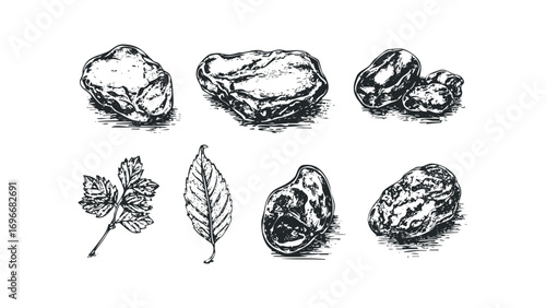 Line art collection of assorted dried fruits and leaves on transparent background. Vector hand drawn illustration