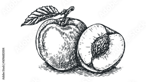 Line art sketch of a whole peach and a halved peach with leaf on transparent background. Vector hand drawn illustration