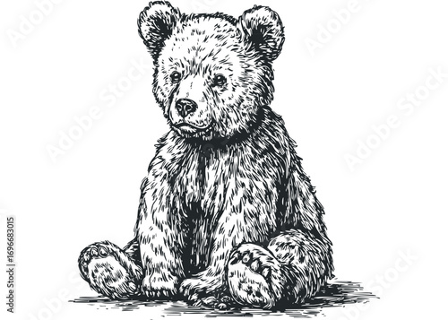 Adorable teddy bear cub sitting and looking up with soft fur texture. Vector hand drawn illustration