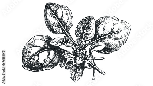 Line Drawing of Fresh Spinach Leaves and Buds on Transparent Background. Vector hand drawn illustration