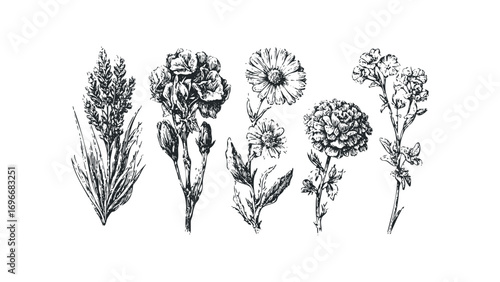 Botanical line art of diverse floral elements on transparent background. Vector hand drawn illustration