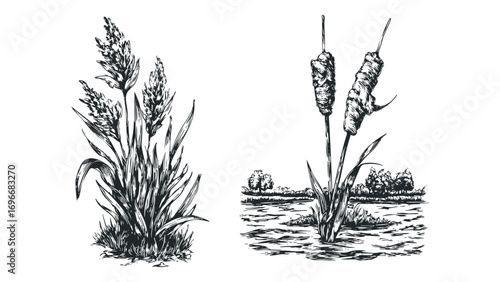 Drawing of cattails growing in water with reeds on grassy land. Vector hand drawn illustration